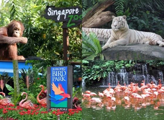 Singapore Singapore Zoo + Jurong Bird Park 1 collage_fotor